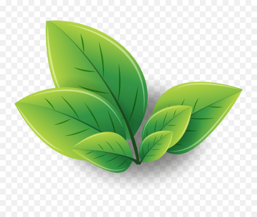 Green Tea Energy Shot Iced Matcha - Tea Leaft Png Green Tea Plant Logo,Iced Tea Png