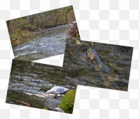 Overabundance Of Dead Fish Yet So - Wood Png,Dead Fish Png