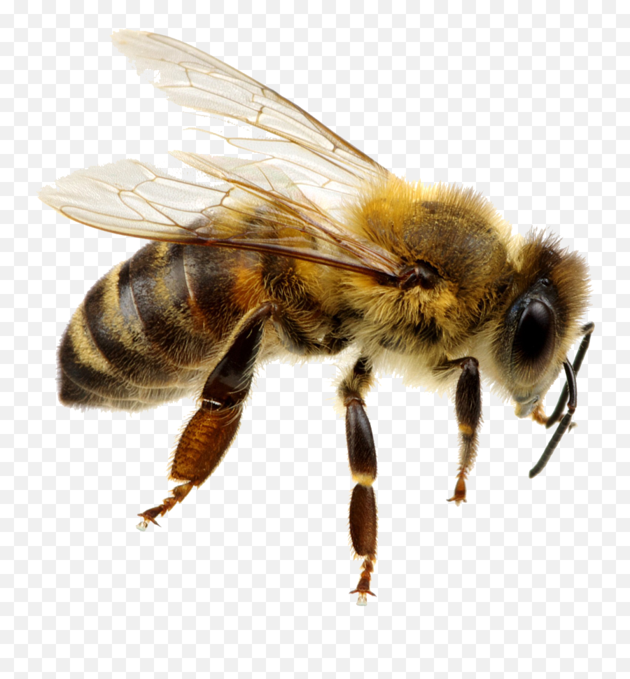 Bee Png Background - Transparent Background Bee Png,Bees Png