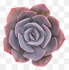 Echeveria U0027dusty Roseu0027 - Echeveria Dusty Rose Png,Succulent Png