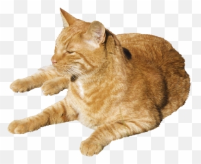 Sleeping Cat Png 1 Image - Cat Sleeping Png,Orange Cat Png