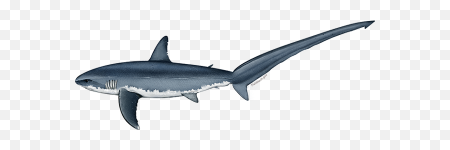 Pacific Common Thresher Shark Noaa Fisheries - Thresher Shark Clip Art Png,Shark Transparent Background