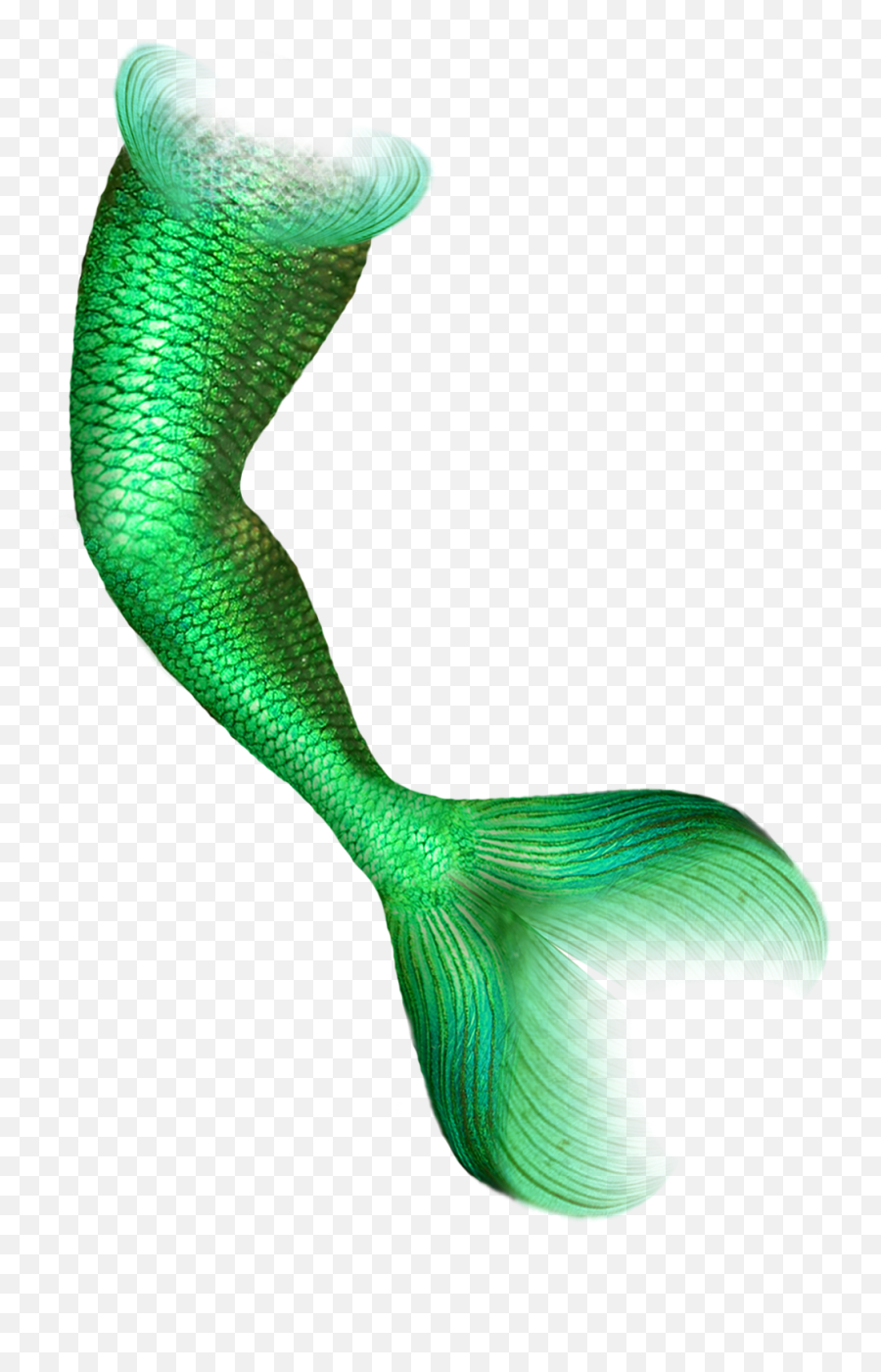 Mermaid Tail - Mermaid Tail Transparent Background Png,Mermaid Tails Png
