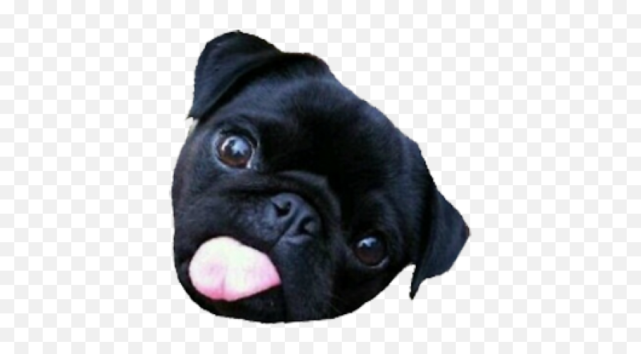 Cute Pug Png - Pug,Pug Png