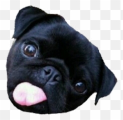 Cute Pug Png - Pug,Pug Png
