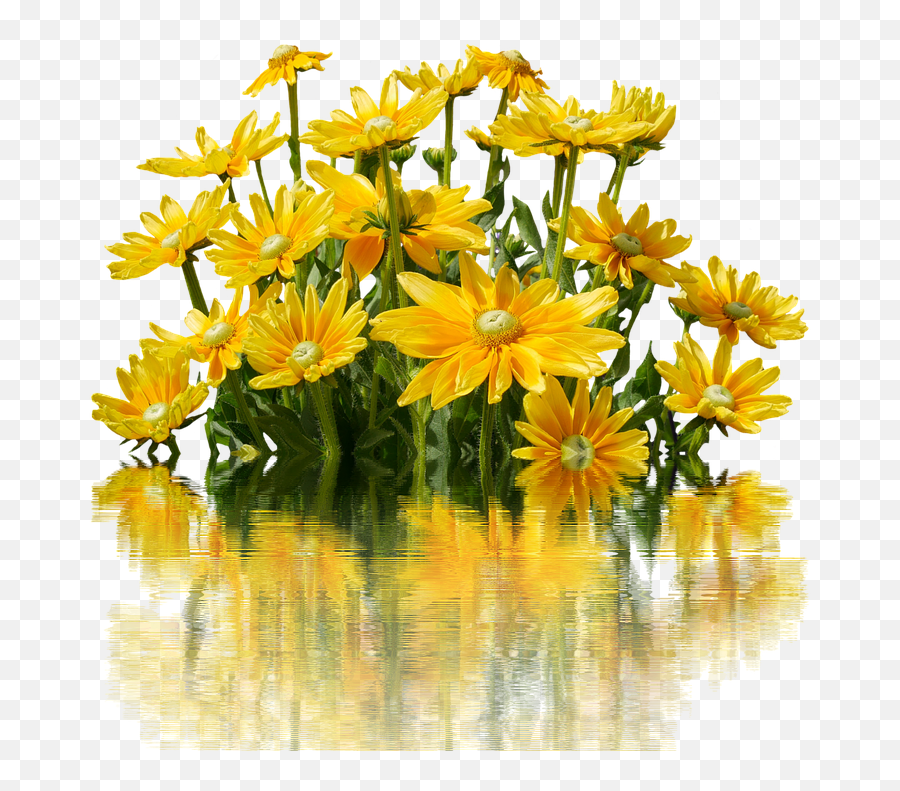 Flowers Yellow Blossom Bloom Nature - Books About The Color Yellow Png,Yellow Flowers Png