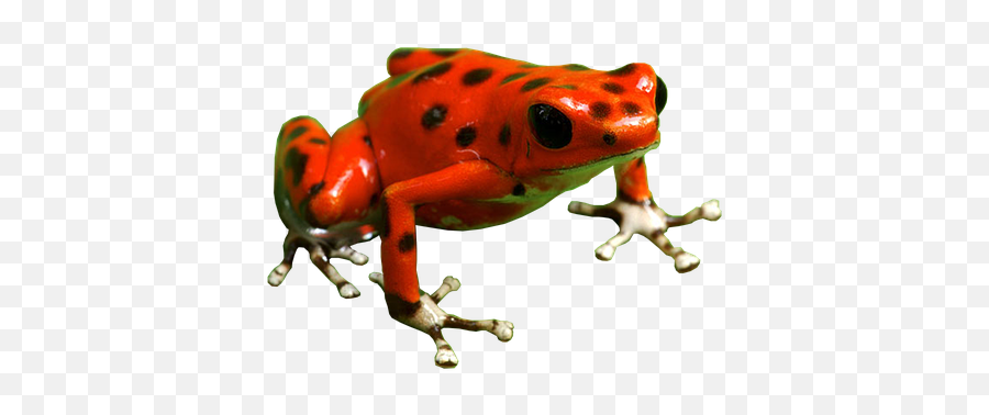Poison Dart Frog Png Free Download - Poison Dart Frog Png,Poison Png