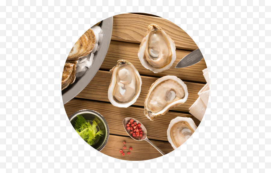 Oysters - Seafoodia Tiostrea Chilensis Png,Oysters Png