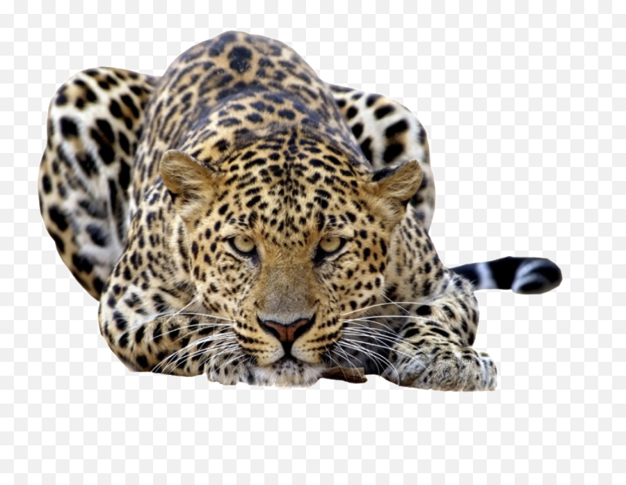 Leopard Png - Leopards Png,Leopard Png