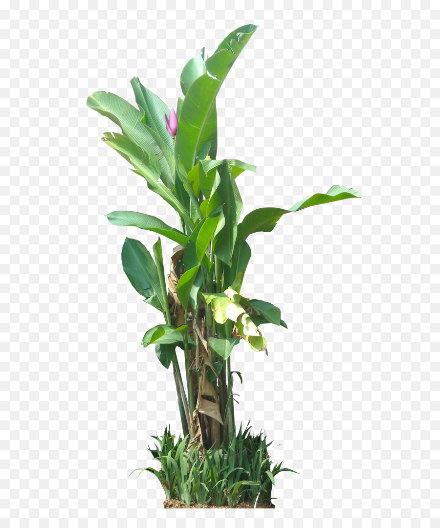 Download Tropical Plant Pictures - Tropical Vegetation Png,Banana Tree Png