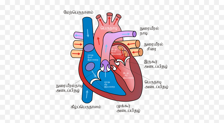 Human Heart Sketch Diagram - Heart Cartoon Diagram Png,Human Heart Png
