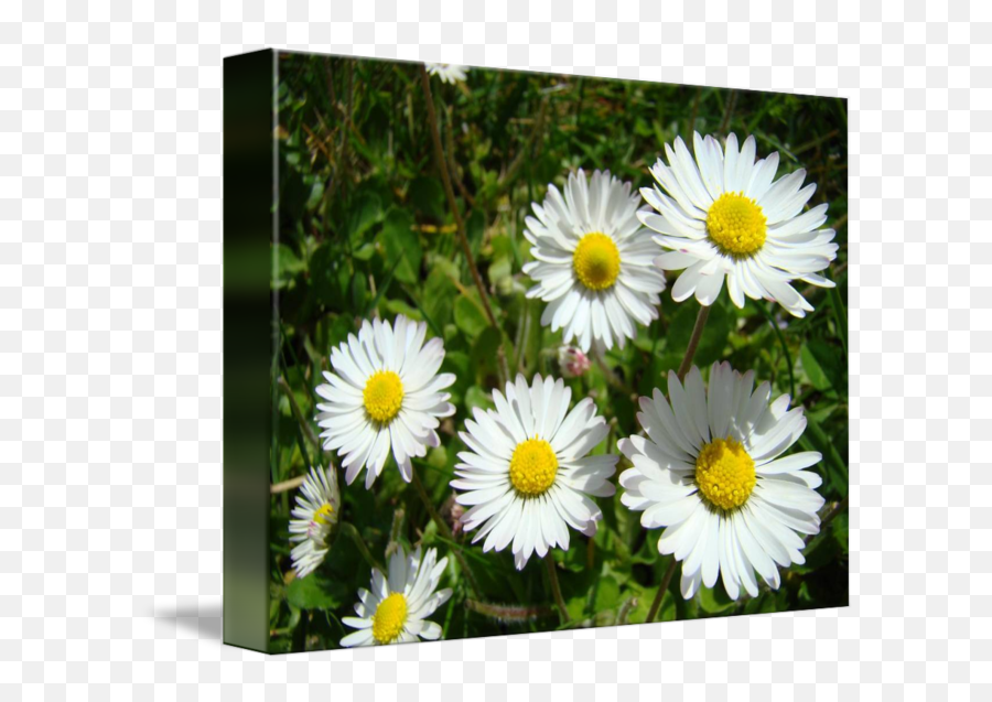 Daisies Art Prints White Daisy Flowers - Picture Frame Png,White Daisy Png