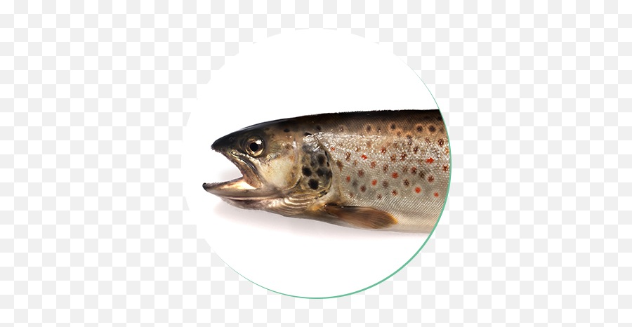 Download Brown Trout - Forellenarten Png Image With No Trota Fario,Trout Png