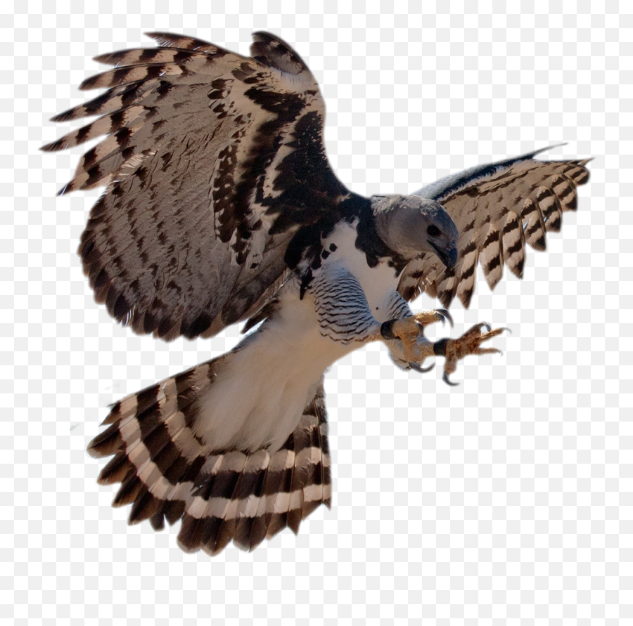 Harpy Eagle Cutouts - Harpy Eagle White Background Png,Eagle Transparent
