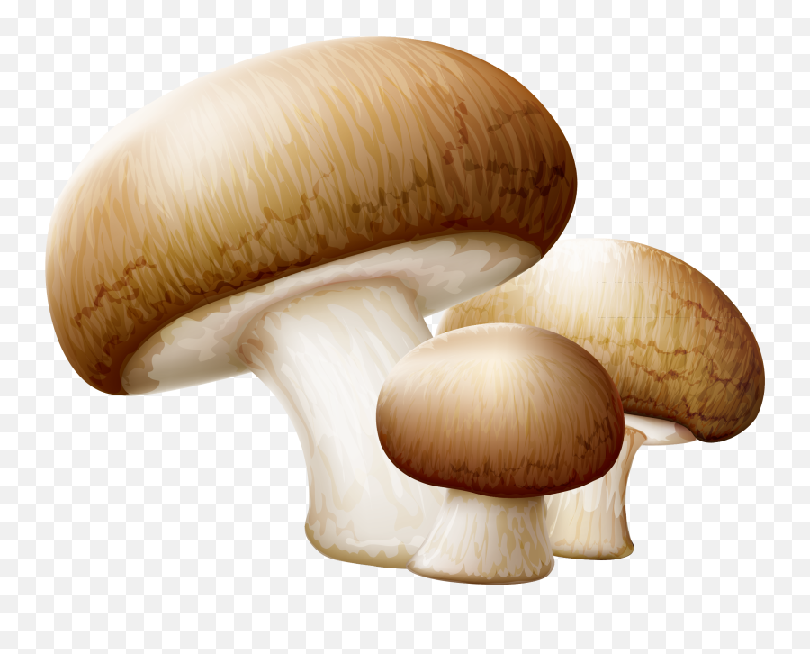 Mushroom Clipart Edible - Mushrooms Png,Mushroom Transparent