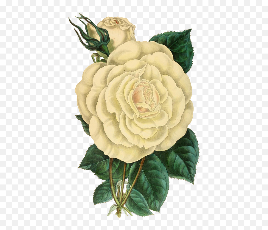 Free Photo Flower Rose Green Flowers - Vintage White Flowers Png,Green Flowers Png