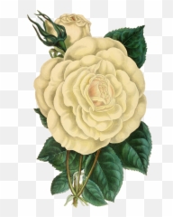 Free Photo Flower Rose Green Flowers - Vintage White Png