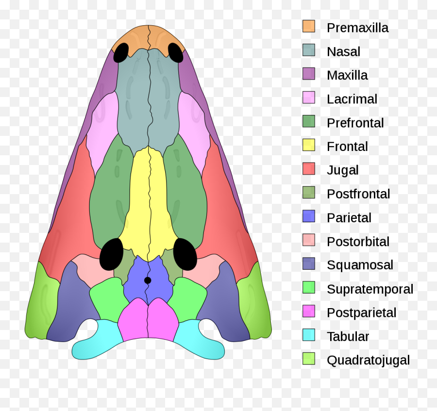 Skull Roof - Wikipedia Temnospondyl Skull Png,Skull And Bones Png