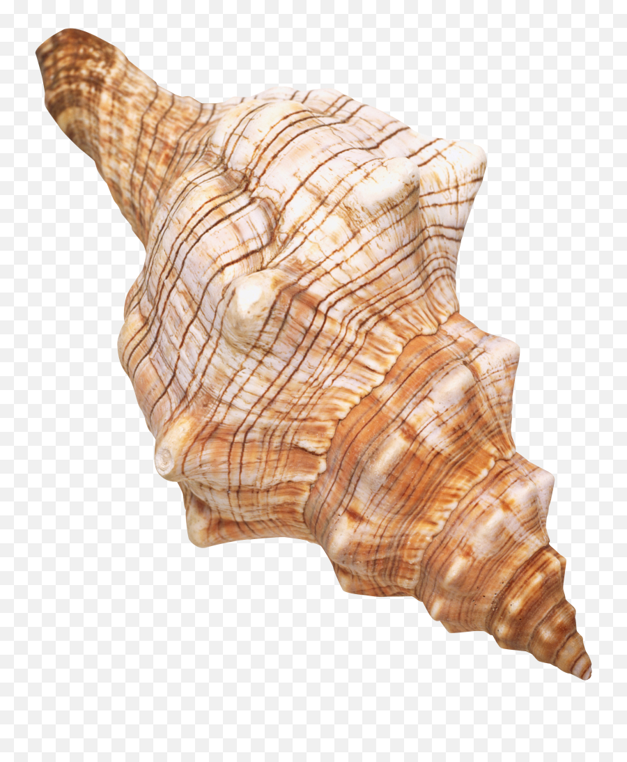Seashell Png - Sea Shells Clear Background,Sea Shell Png