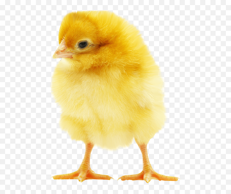 Chick 2 Baby Transparent Png Clipart - Baby Chicken Transparent Background,Baby Chicks Png
