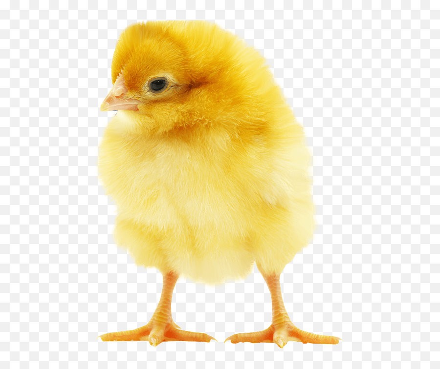 Chick 2 Baby Transparent Png Clipart Baby Chicken Transparent Background Baby Chicks Png Free Transparent Png Images Pngaaa Com