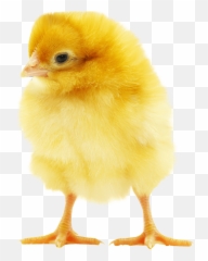 Chick 2 Baby Transparent Png Clipart - Chicken Background
