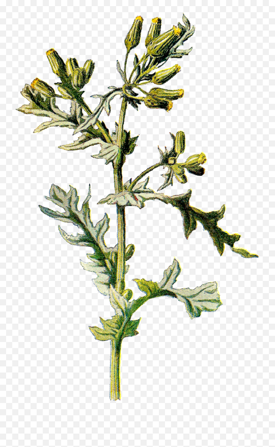 Wildflower Graphic Of The Clipart - Senecio Vulgaris Png,Wildflower Png