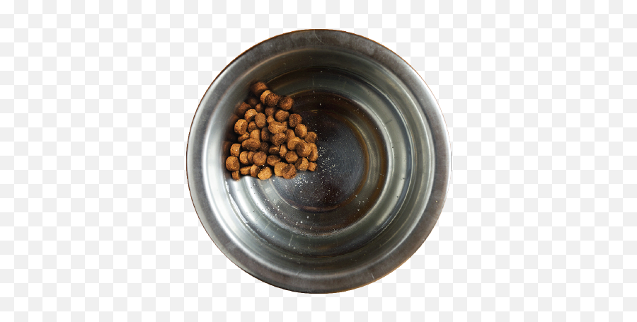 How To Switch My Dog Or Cat New Food - Pet Care Avoderm Bowl Png,Dog Bowl Png