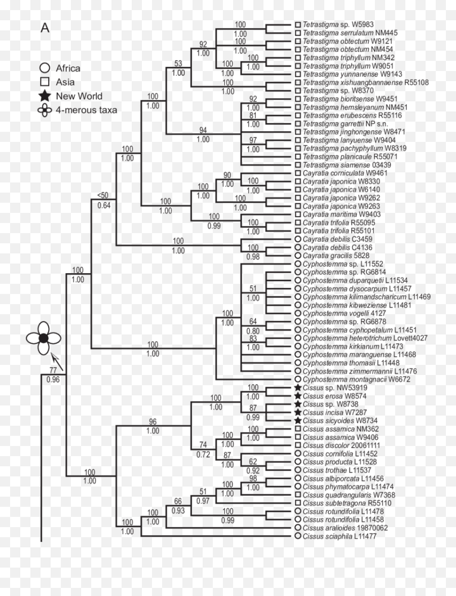 Strict Consensus Tree Of 208 Equally Most Parsimonious Trees - Diagram Png,Trees In Plan Png