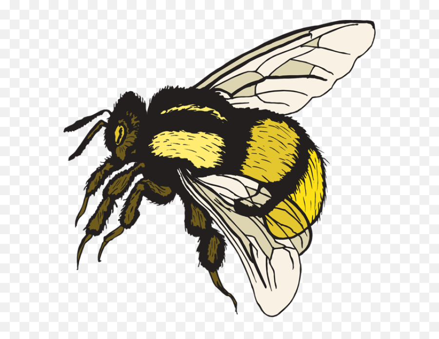 Free Clip Art Bumble Bee - Png Download Full Size Clipart Save The Honey Bees,Bees Png