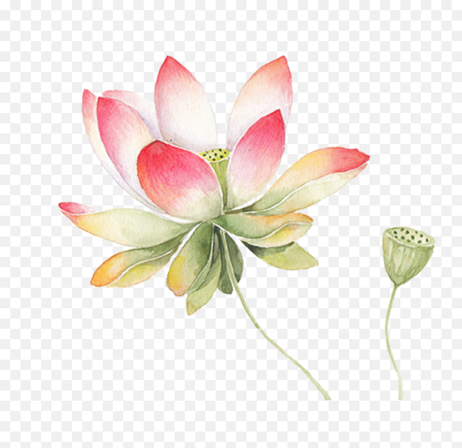 Download Ftestickers Watercolor Flower Lotus Pink - Sacred Lotus Flower Watercolor Png,Lotus Png
