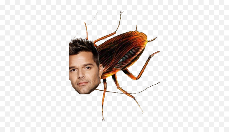 Ricky Roach Ultimate Catman Wiki Fandom - Animals Breathing Through Spiracles Png,Roach Png