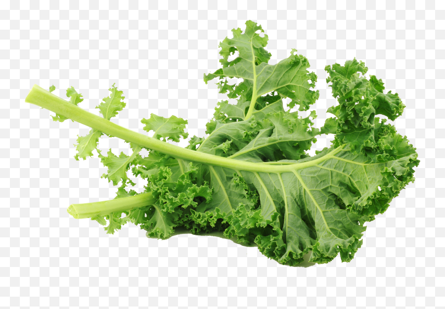 Kale Lacinato Transparent Png Clipart - Green Kale,Kale Png