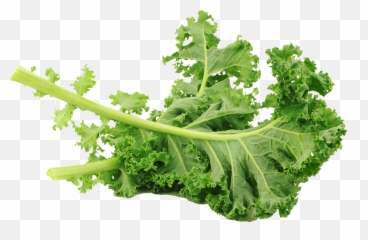 Kale Lacinato Transparent Png Clipart - Green Kale,Kale Png