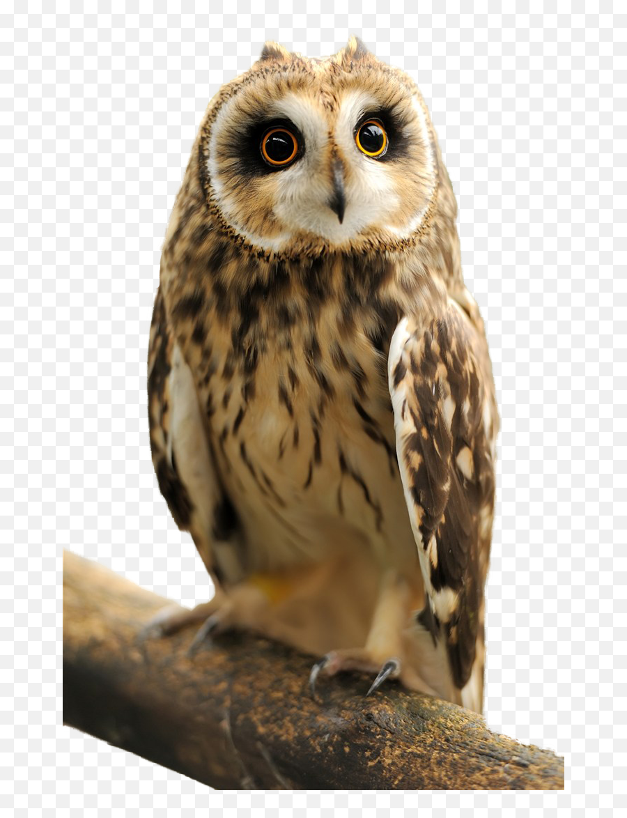 Owl Transparent Images - Indian Owl Png,Owl Transparent
