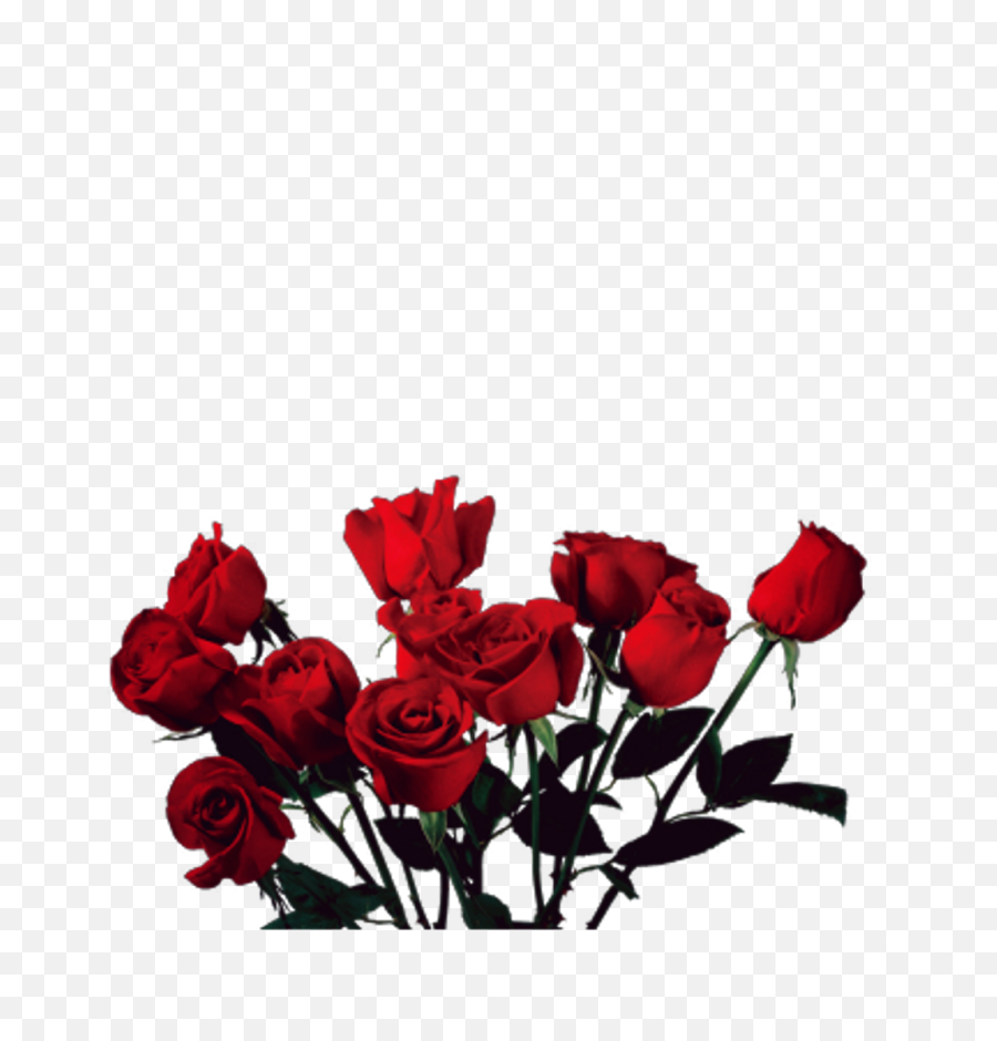 Vintage Love Tumblr Tumblrgirl Rosas Flowers - Red Roses Roses Transparent Png,Red Flowers Png
