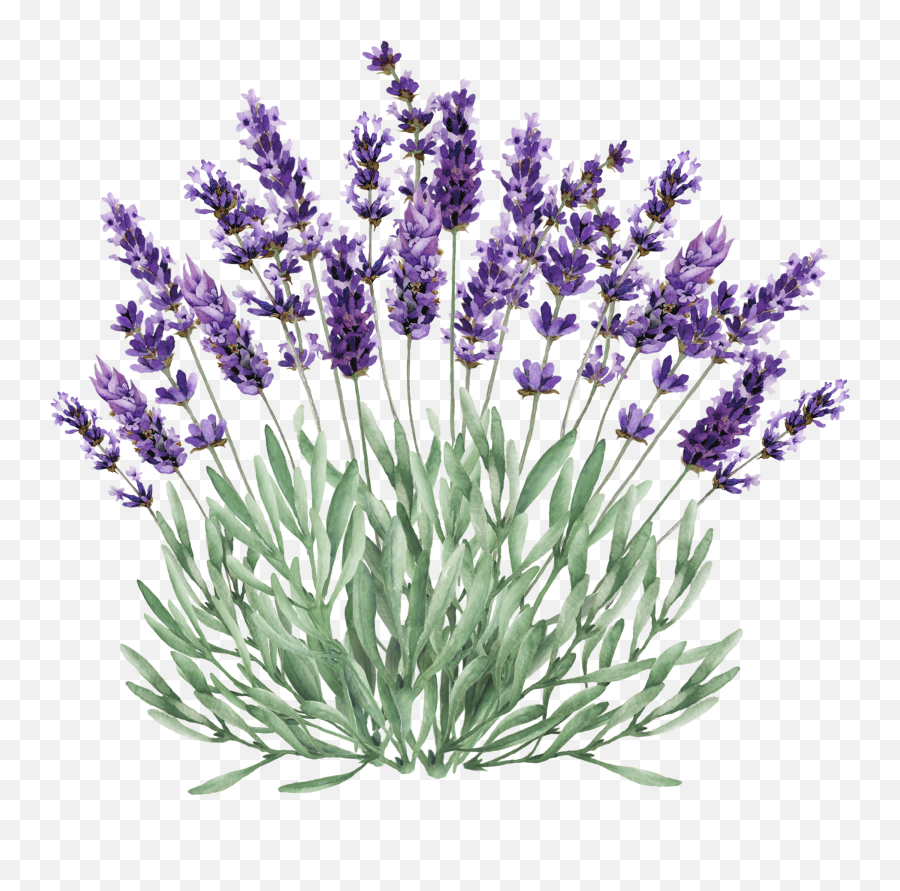 Download Lavender Bush Png Clip Stock - Transparent Background Lavender Transparent,Plant Clipart Png