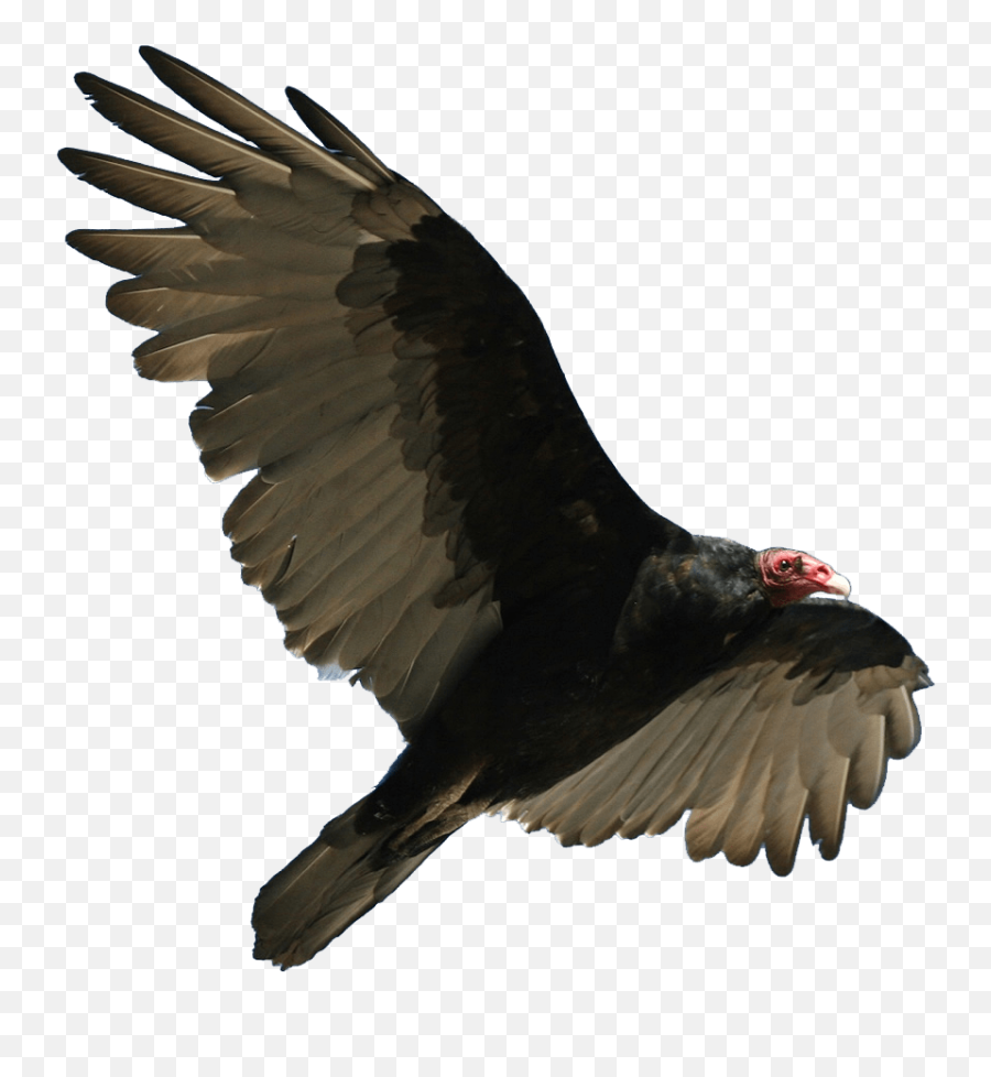 Turkey Vulture - Turkey Vulture Transparent Png,Turkey Transparent Background