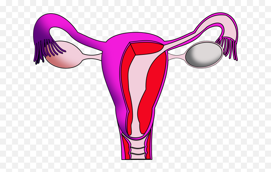 Uterus - Menstruation Clipart Png,Uterus Png