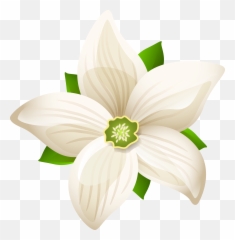 White Flower Art Png