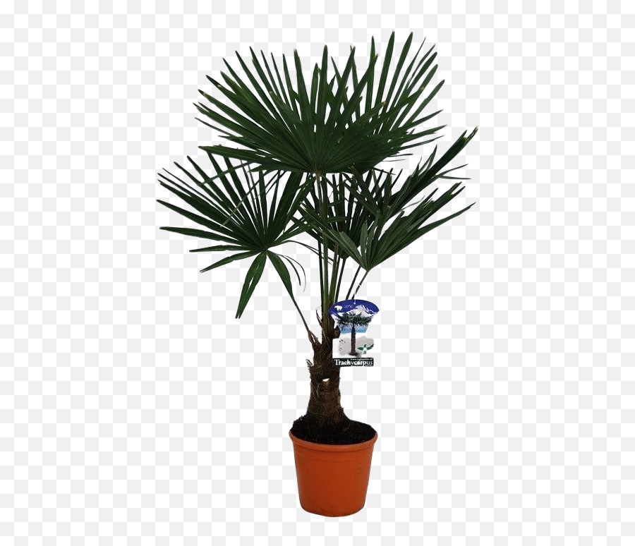 Trachycarpus Fortenei - Flowerpot Png,Palm Plant Png