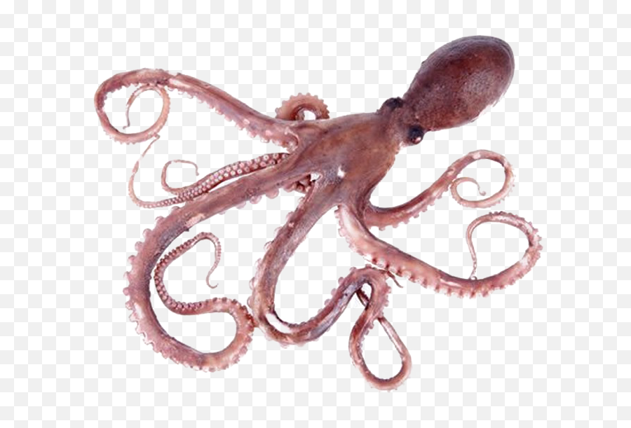 Octopus Png Pic - Transparent Background Octopus Png,Octopus Png