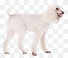 Standard Poodle Transparent Png Image - Standard Poodle,Poodle Png