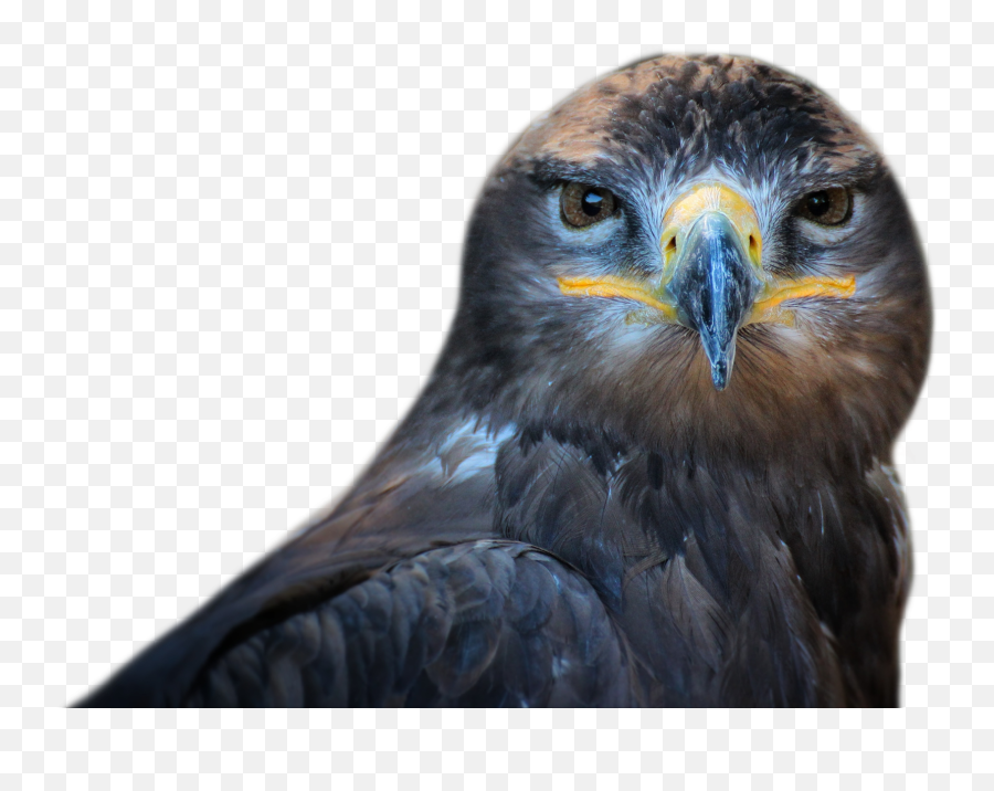 Download Owl Bird Png Image For Free - Hawks Bird Face Transparent,Bird Png