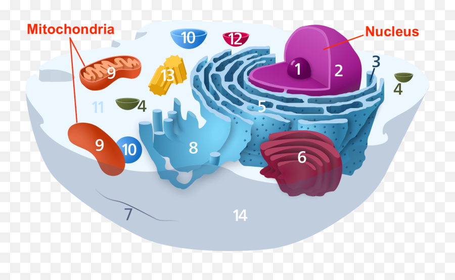 Mitochondrial Dna - Nuclear And Mitochondrial Dna Png,Mitochondria Png