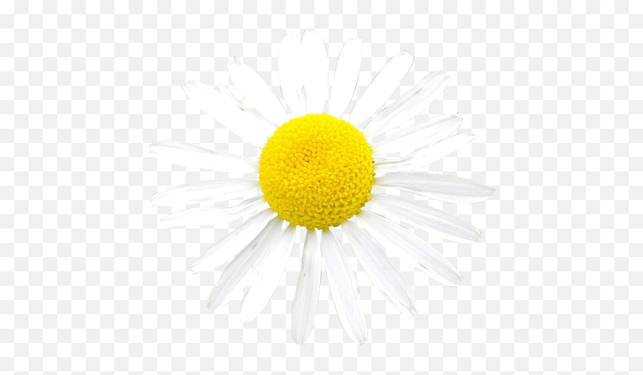 Tagged With Transparent - Nail Png,White Daisy Png