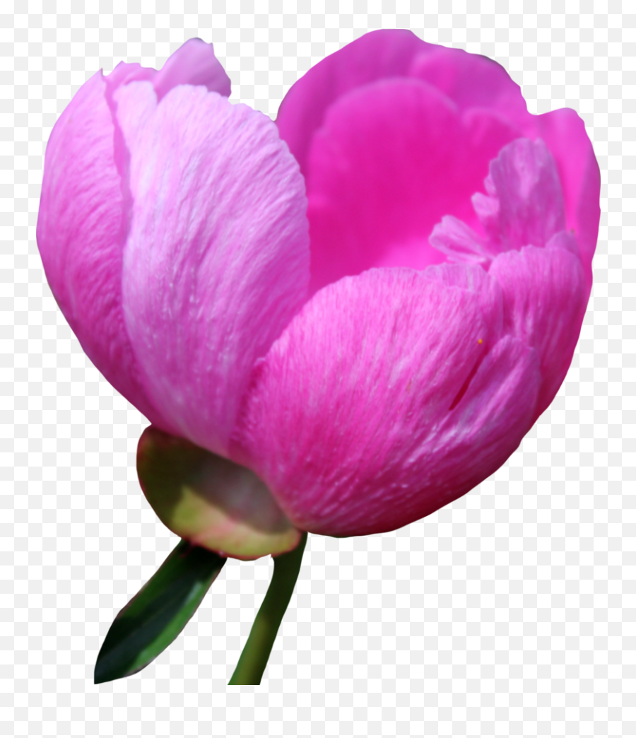 Download Peony Png Free For Designing Projects - Clip Art,Peony Png