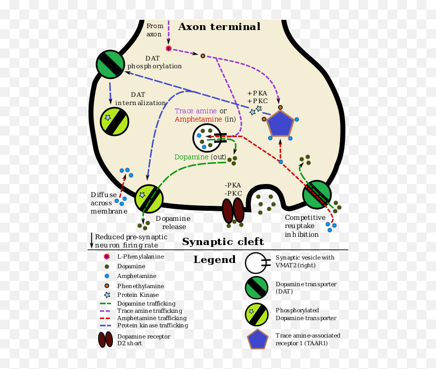 Adderall - Amphetamine Dopamine Png,Adderall Png