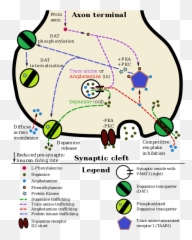 Adderall - Amphetamine Dopamine Png,Adderall Png