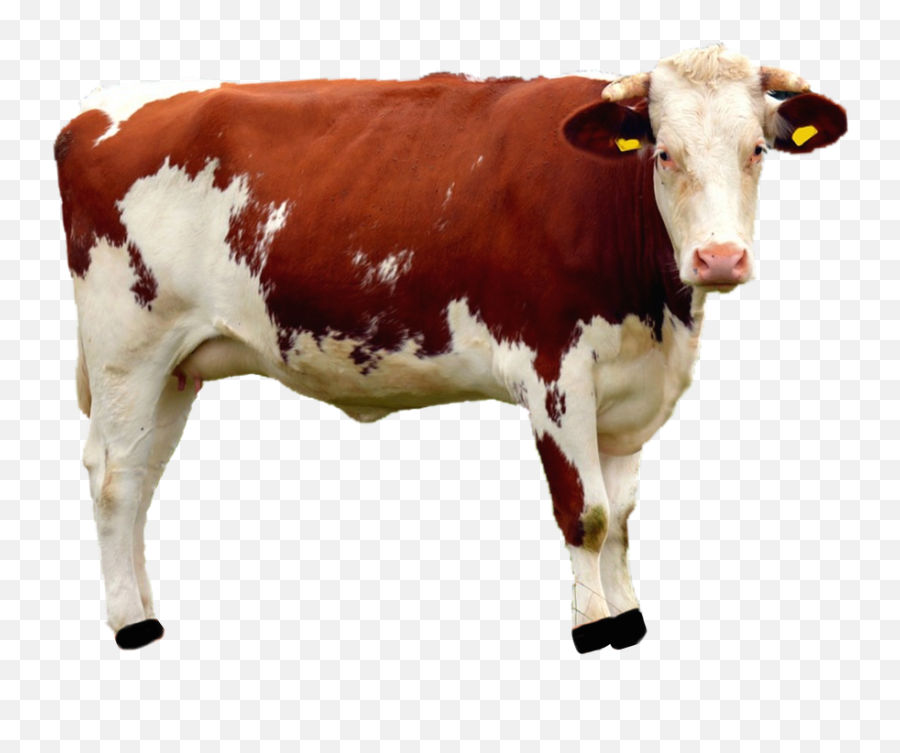 Beef Cattle Png 2 Image - Beef Cow Transparent,Cattle Png